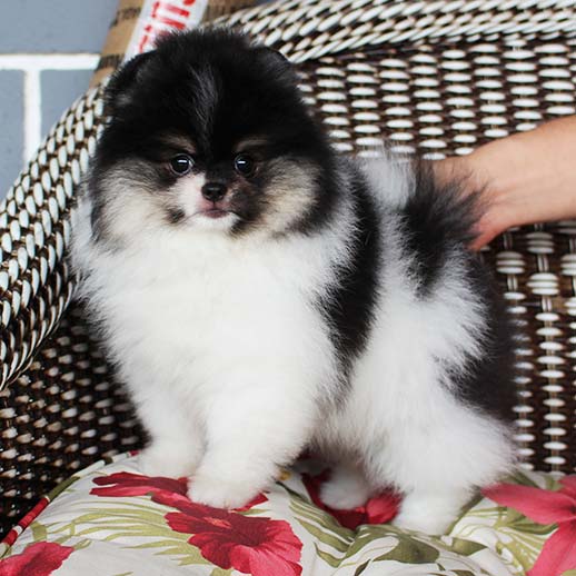 Spitz Alemão Tricolor Preto